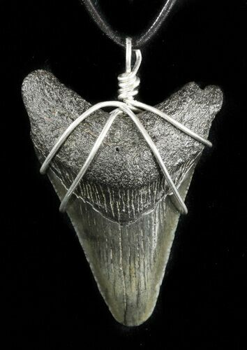 Fossil Megalodon Tooth Necklace #47769